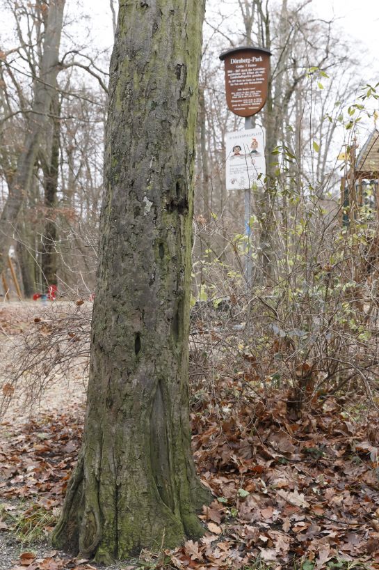 Der Pilzbefall an den Bäumen machte die 14-monatige Sperrung des Parkes notwendig.