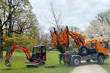 Fotografie: Transport der Zelkove im Stadtpark zu ihrem neuen Standort