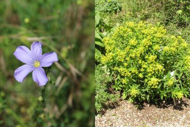 Der ausdauernde Lein und die weidenblättrige Wolfsmilch sind besonders seltene und geschützte Pflanzenarten.