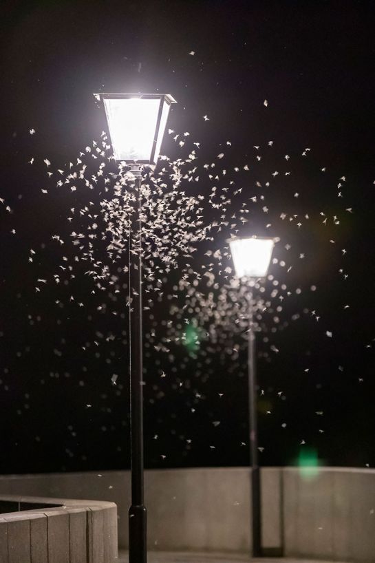Eintagsfliegen umschwirren die Straßenbeleuchtung auf der Steinernen Brücke © Stadt Regensburg, Bilddokumentation