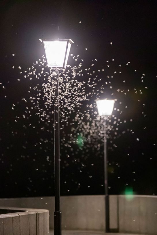 Eintagsfliegen umschwirren die Straßenbeleuchtung auf der Steinernen Brücke