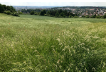 Brandlberg im Juni