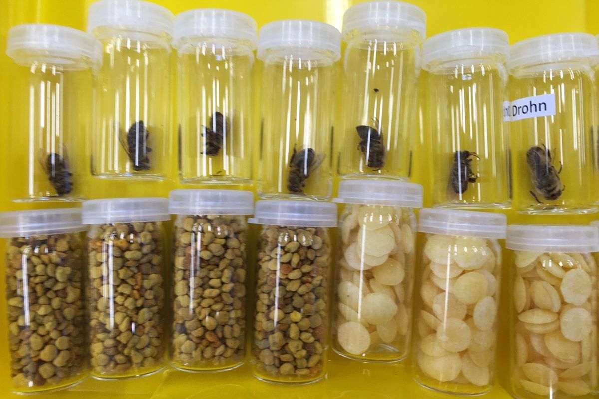 Vorschaubild Bienenkoffer