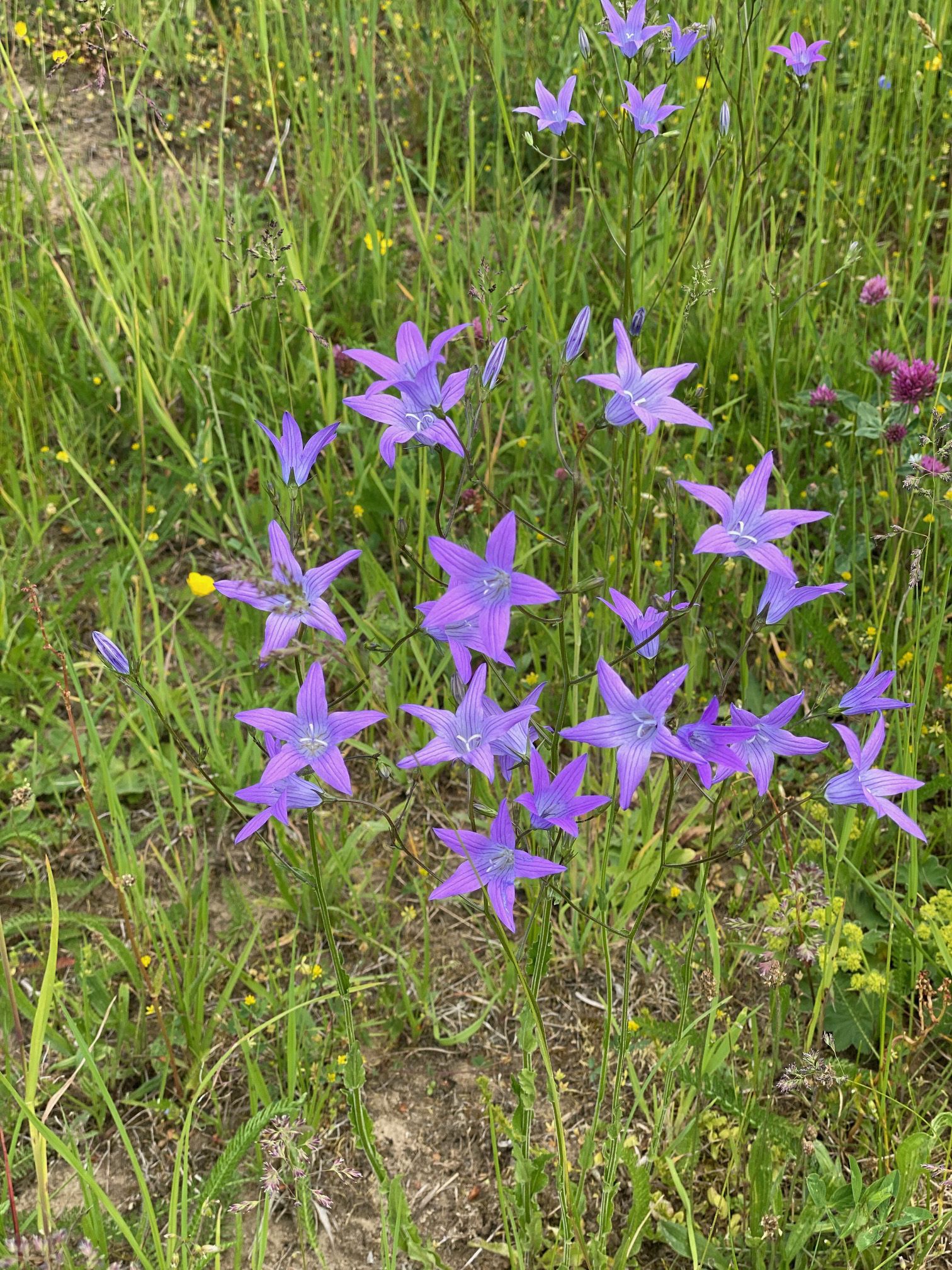 Die Wiesenglockenblume fühlt sich auch im Stadtgebiet wohl.