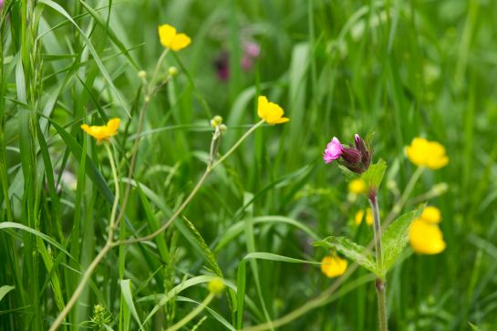 Blumenwiesen sollten nur zweimal im Jahr gemäht werden, damit die Samen richtig ausreifen können.