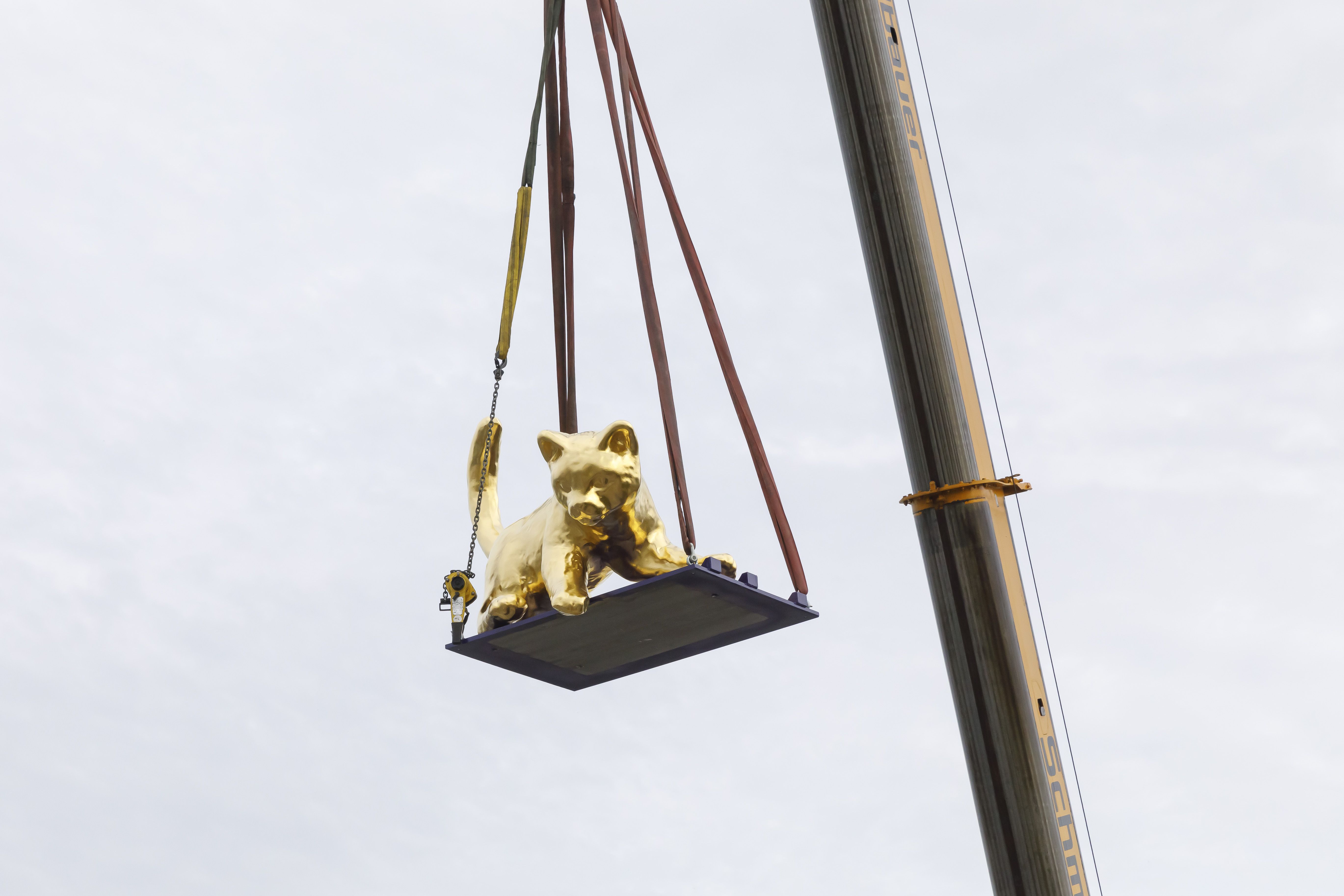 Fotografie: Katze Luzy im Landeanflug