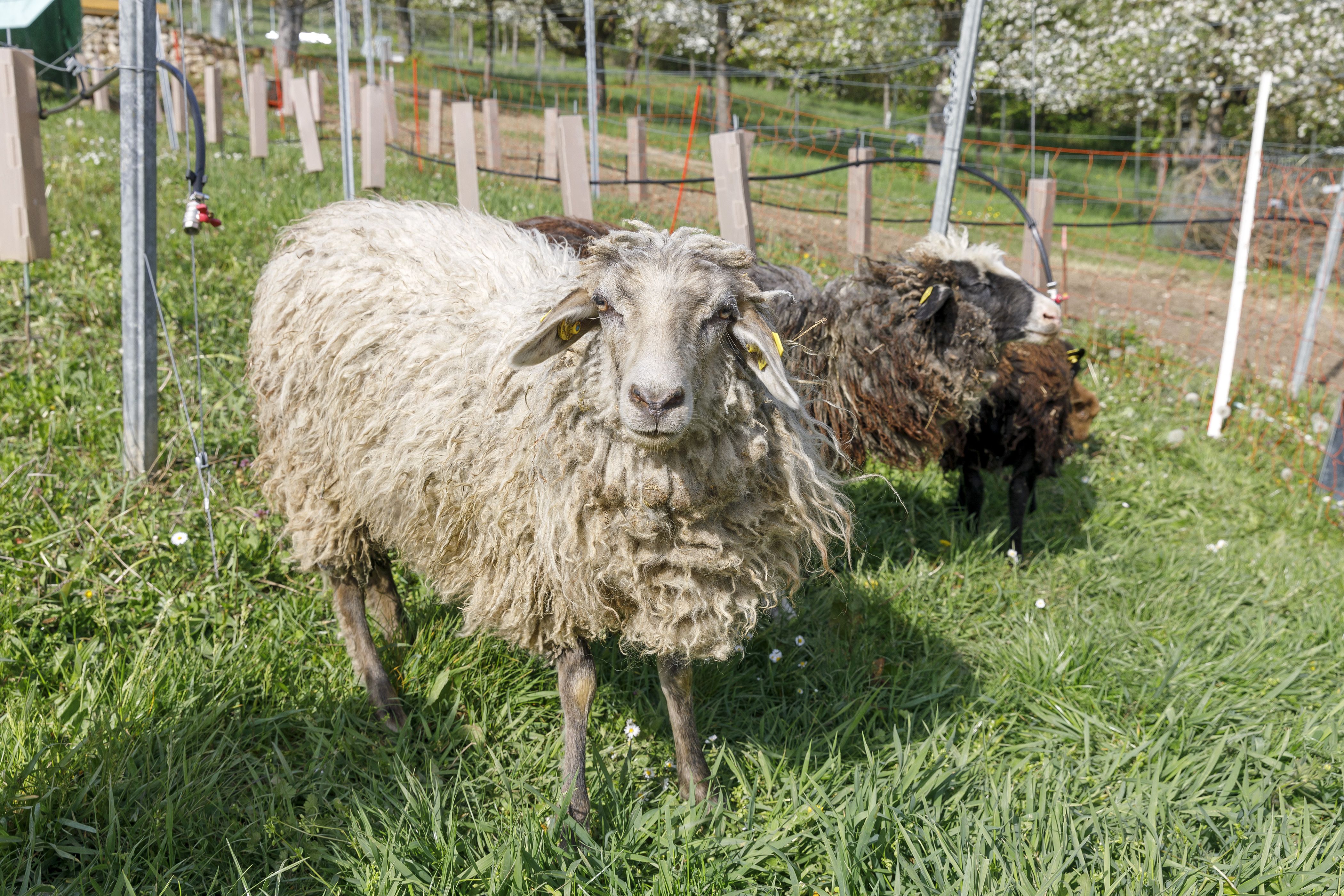 Fotografie: Ein großes weißes Schafe blickt in die Kamera. 