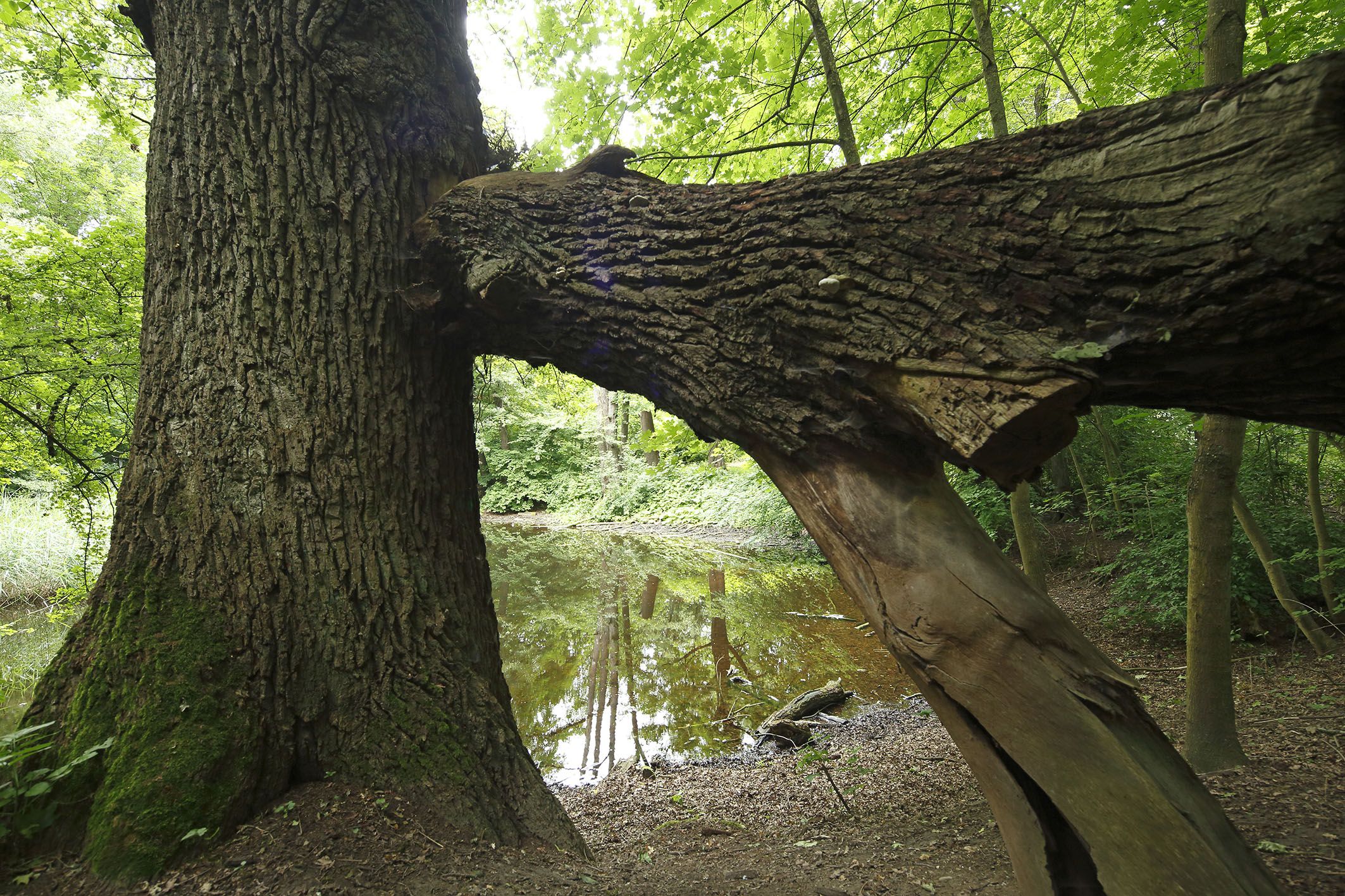 Fotografie: Idylle mitten im Verkehrslärm: Der Königswiesener Weiher