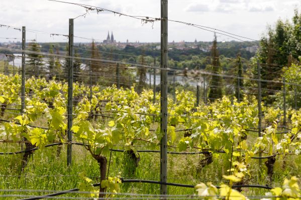 Weinberg mit Blick auf Regensburger Dom