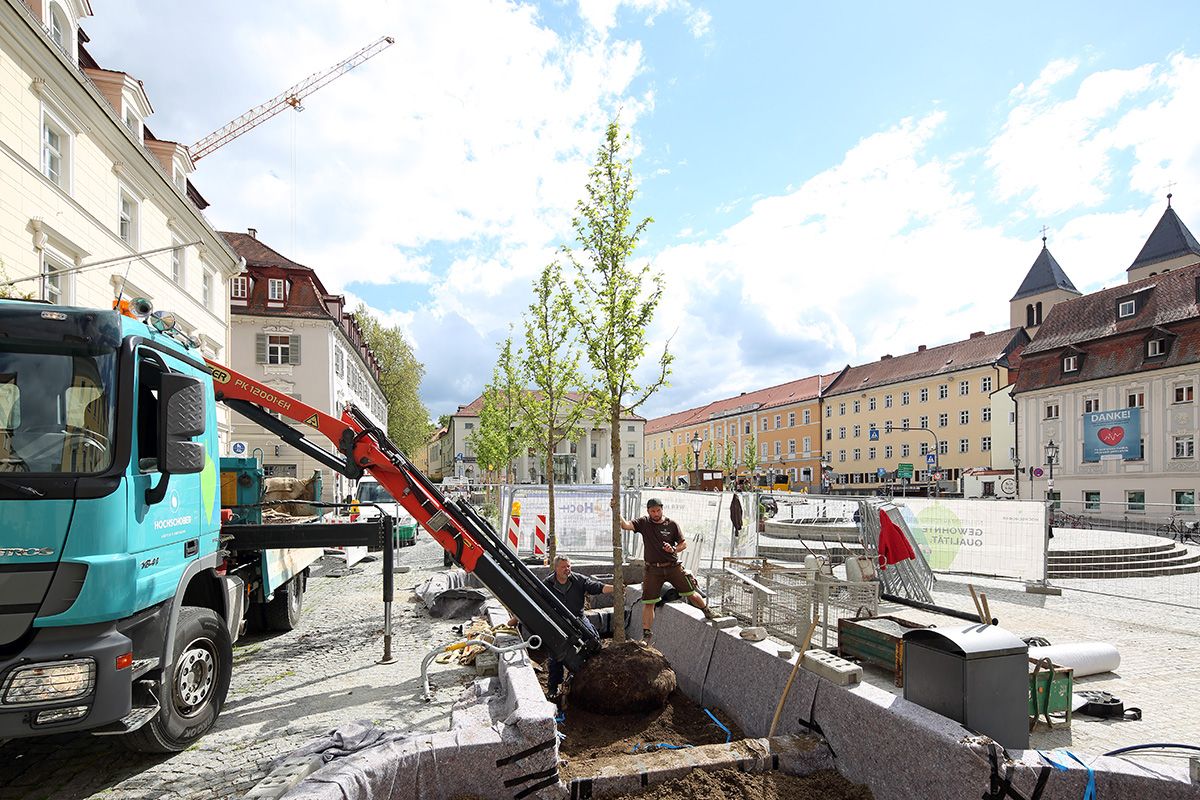 Fotografie: Zwei Männer halten einen Baum, der in ein Hochbeet gehoben wird.