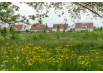 Fotografie - im Vordergrund eine blühende Wiese, dahinter erste Häuser des Stadtteils Burgwienting-Harting (C) Bilddokumentation Stadt Regensburg
