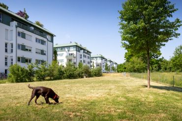 Fotografie: Ein Hund in der Hundefreilaufzone im Brixen-Park