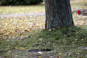 Städtische Bestattung - Bestattung unter Bäumen