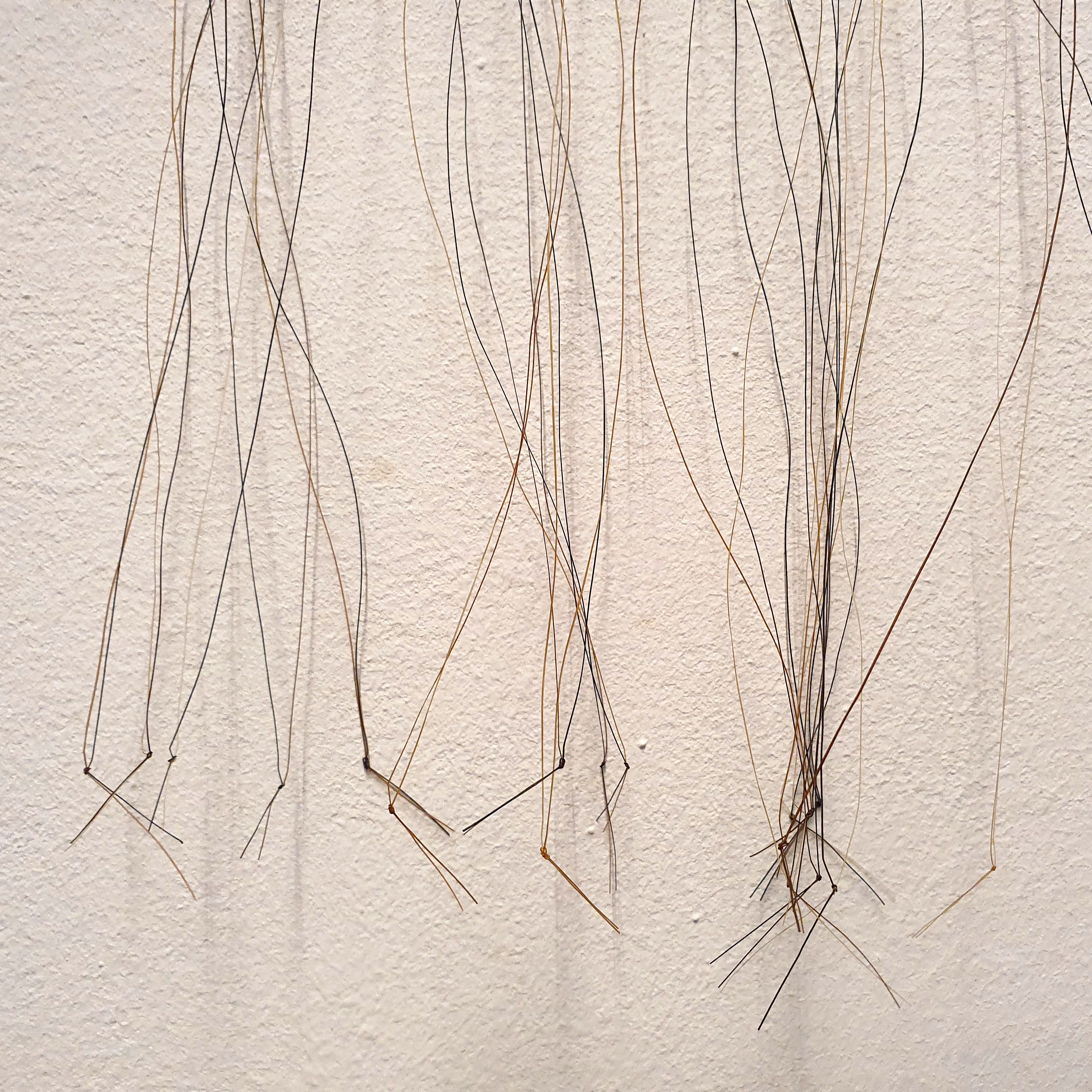 Fotografie – einzelne Pferdehaare sind an der Wand befestigt