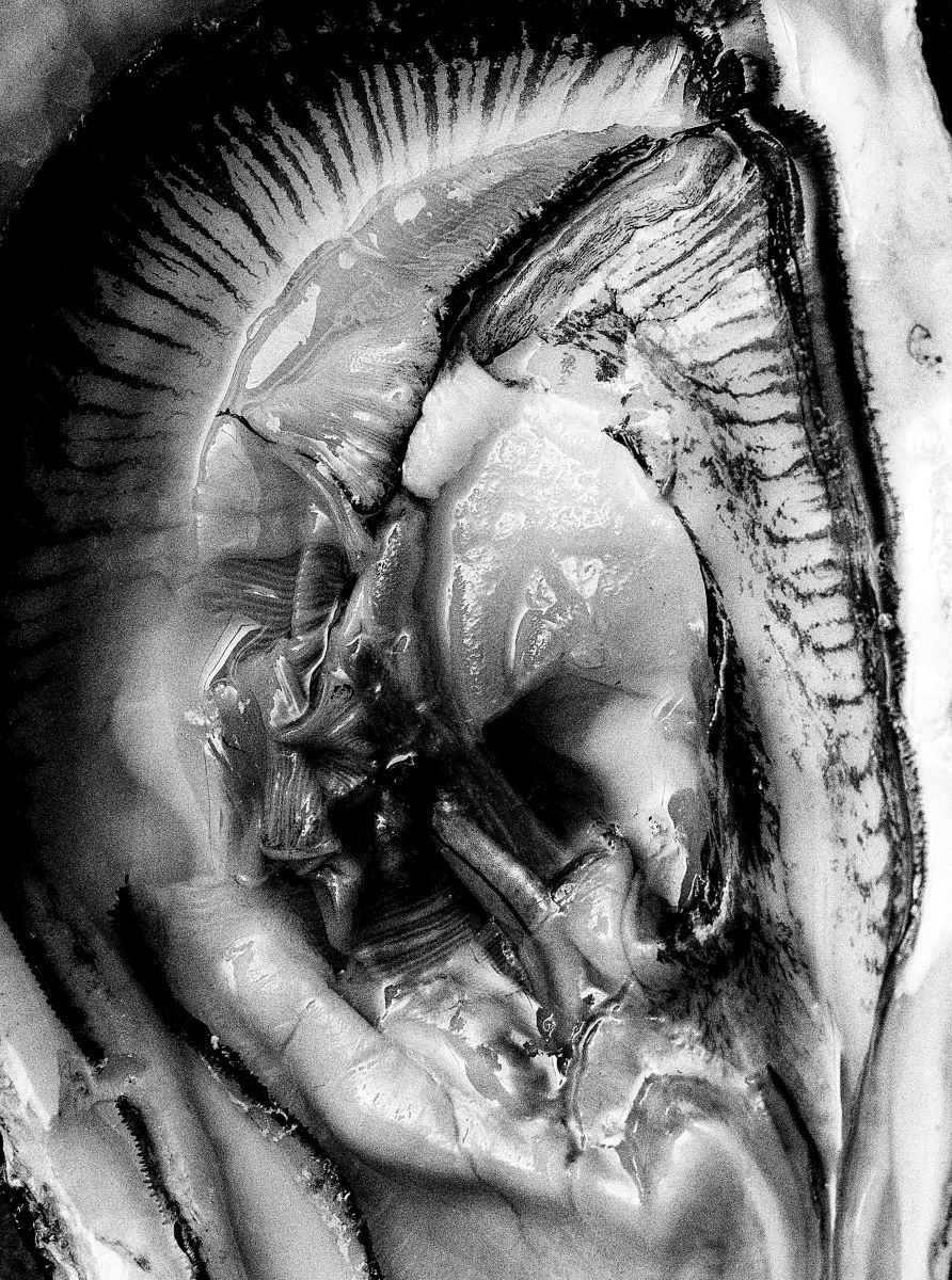 Fotografie: Hermaphrodite