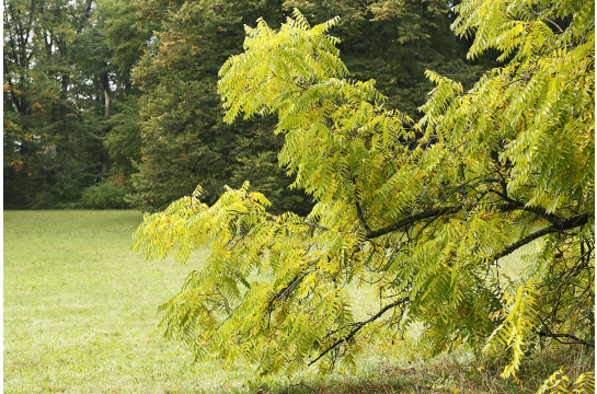 Natur- und Baumschutz