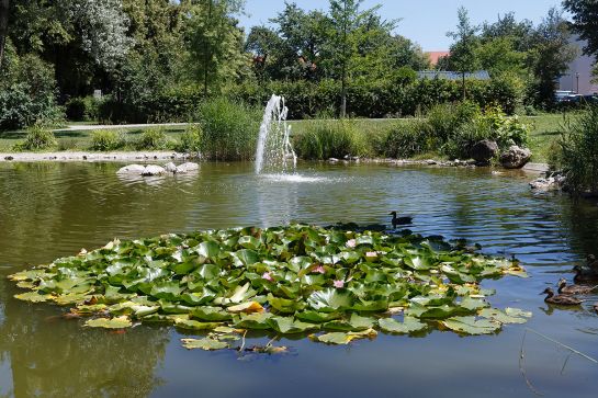 Fotografie - See mit Enten im Sommer