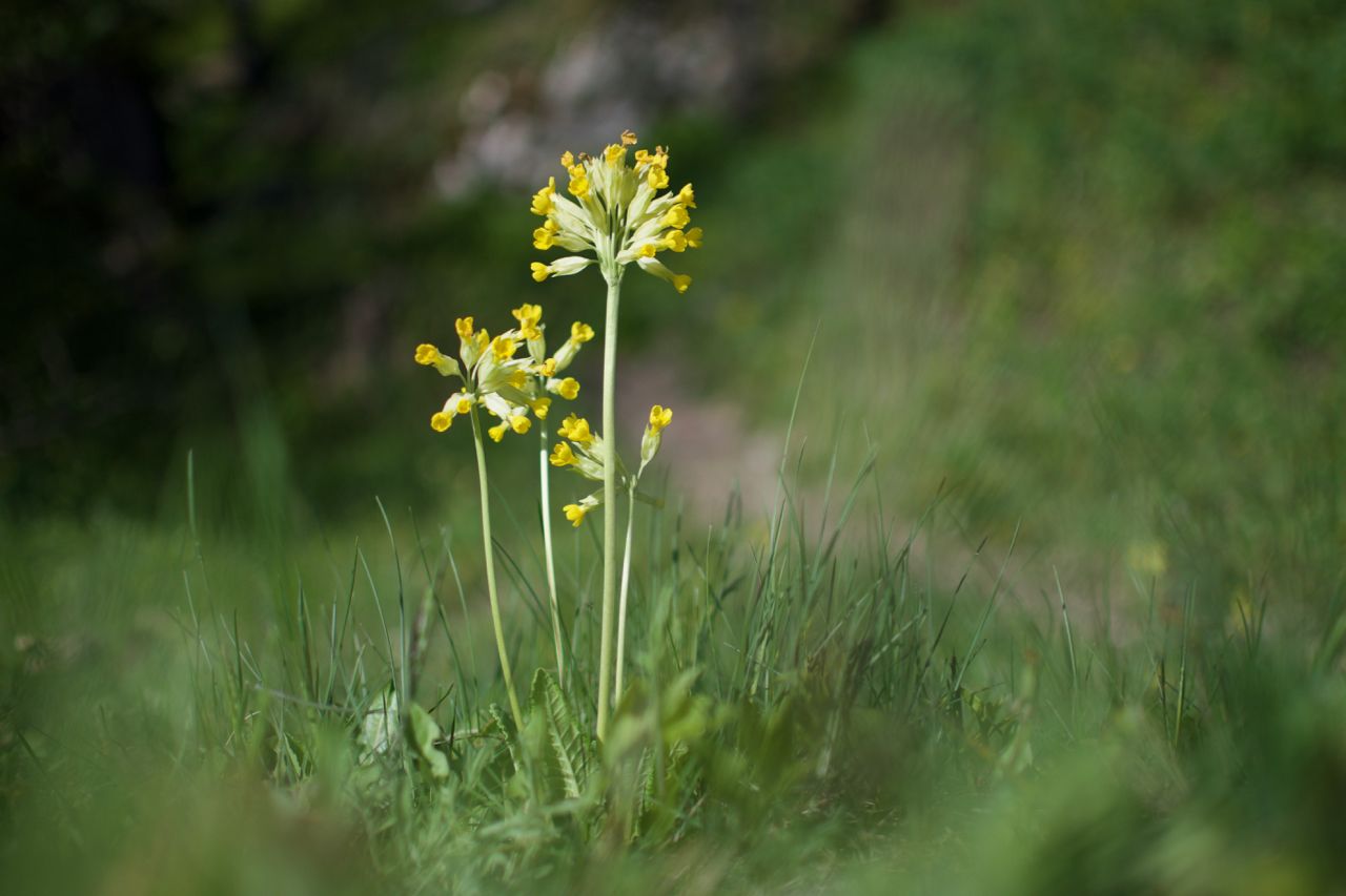 Schlüsselblumen säumen im Frühjahr den Weg.