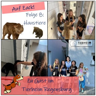 Über Haustiere & Tiere im Tierheim