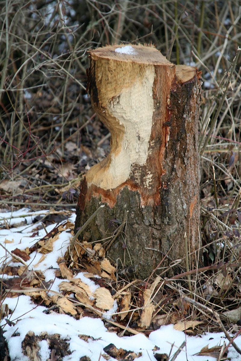 Biber - Abgesägter Baum