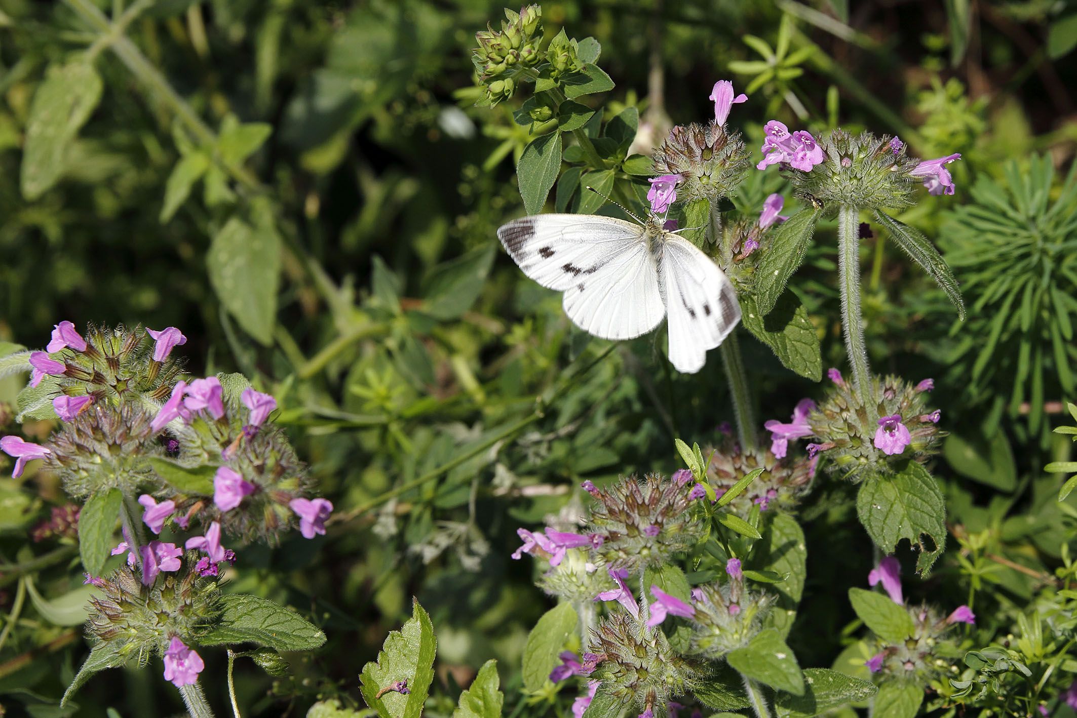 Keilsteiner Hang - Schmetterling