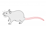 Grafik: Ratte