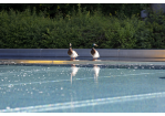 Fotografie: Zwei Enten stehen am Rande eines Schwimmbeckens