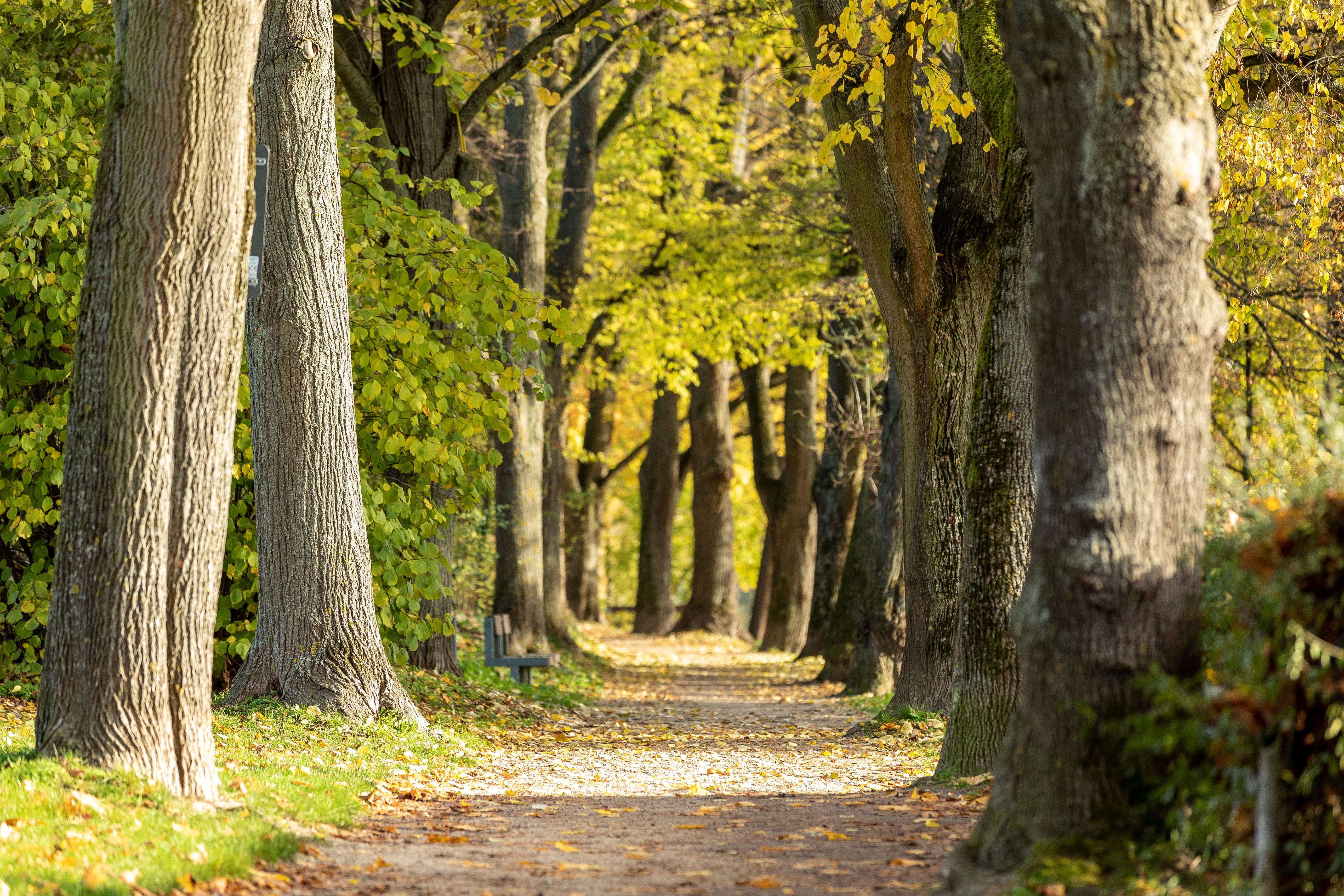 Fotografie – Weg durch eine Parkallee