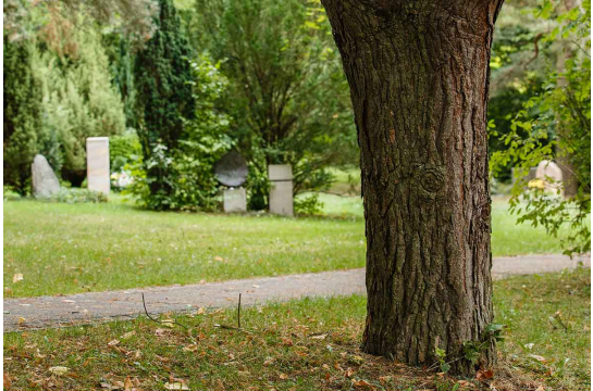 Städtische Bestattung - Baum