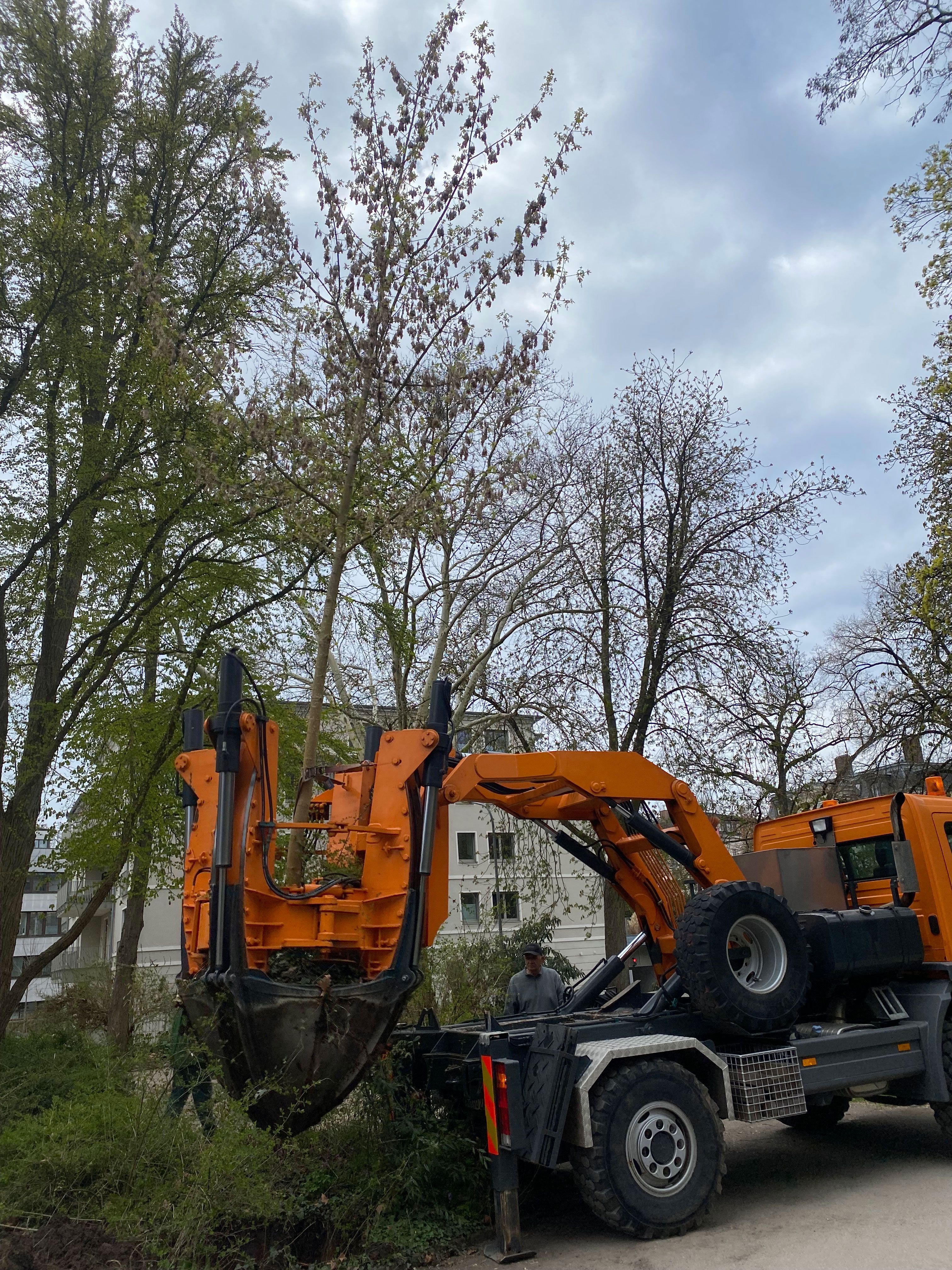Fotografie: Ausheben des Eichenahorn in der Fürst-Anselm-Allee