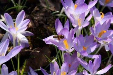 Biene an einerBlume