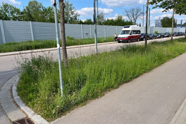 Fotografie: Straßenbegleitgrün