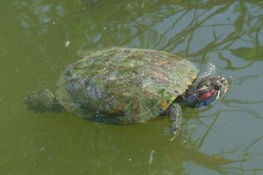 Umwelt - Trachemys scripta elegans