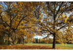 Fotografie - Herbstlaub im Albert-Schweitzer-Park (C) Bilddokumentation Stadt Regensburg