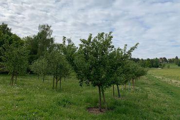 Obstbäume auf einer Wiese