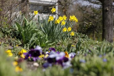 Fotografie: Gelbe Blumen