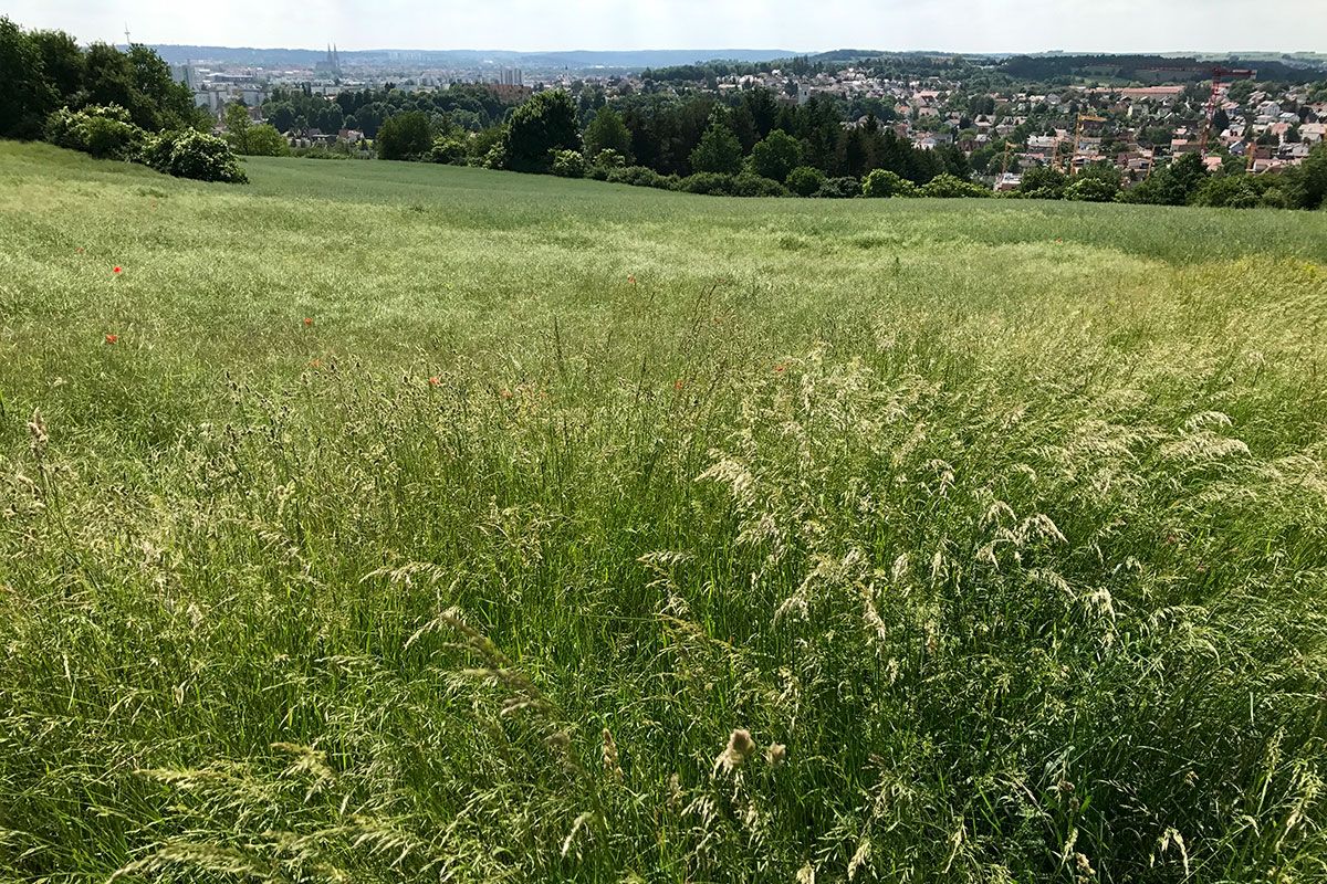 Brandlberg im Juni