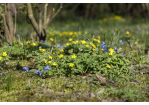 Fotografie: Gelbe und blaue Blumen