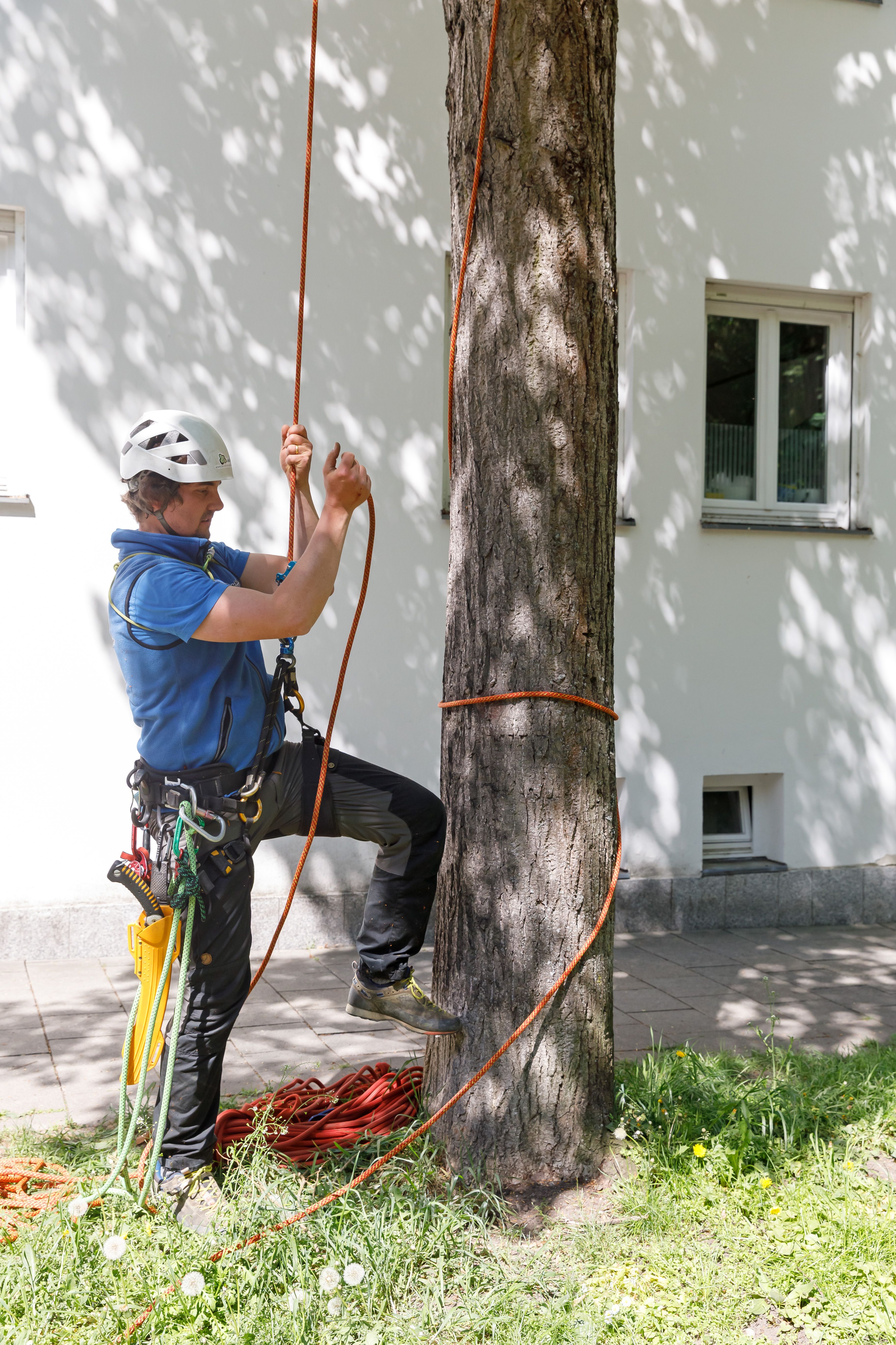 Fotografie: Ein Baumkletterer bereitet sich für den Aufstieg vor.