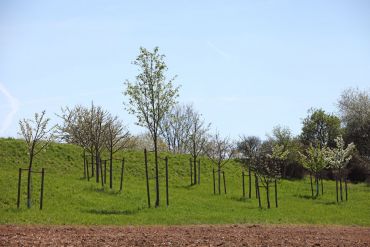 Streuobstwiese