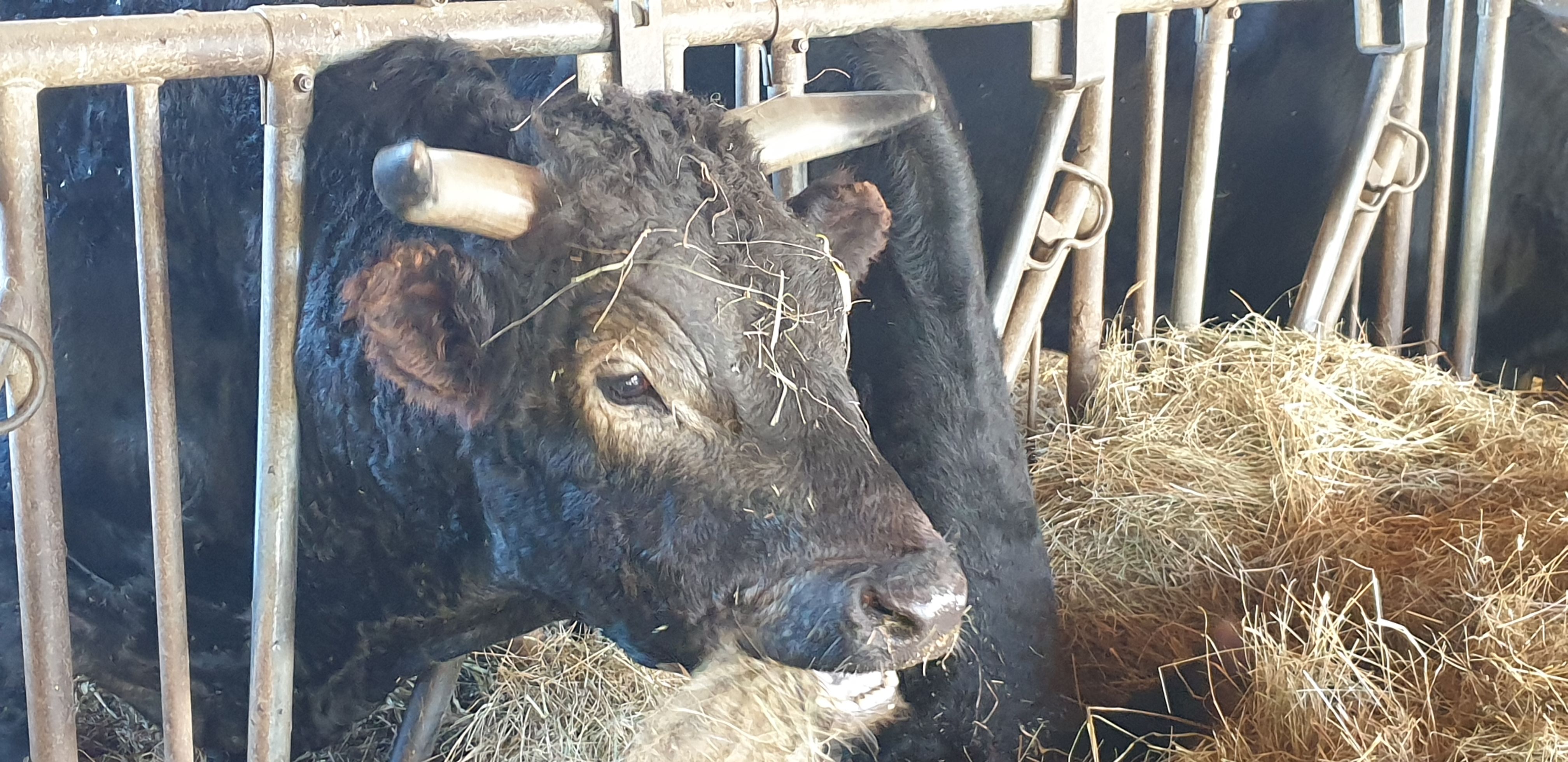 Fleischer und Fleischereifachverkäuferinnen bei Lucki Maurer - eine Rind