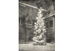 Fotografie: Der Christbaum auf dem Rathausplatz 1946