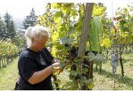 Fotografie: Eine Frau bei der Weinlese