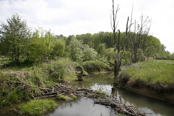 Fotografie: Bach im Aubachpark