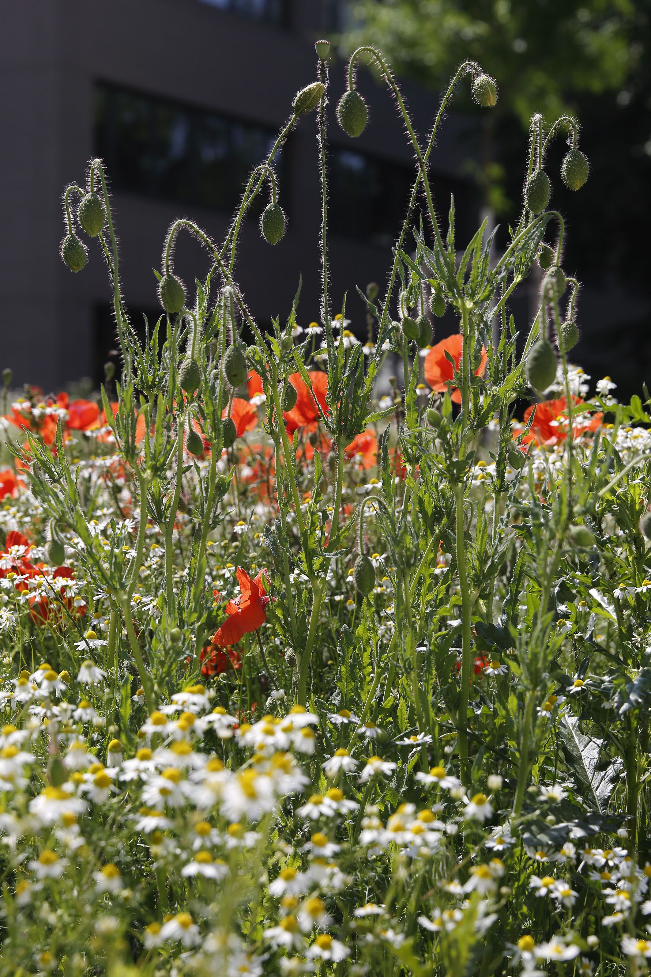 Neben der Straße blüht es auf - Blumen