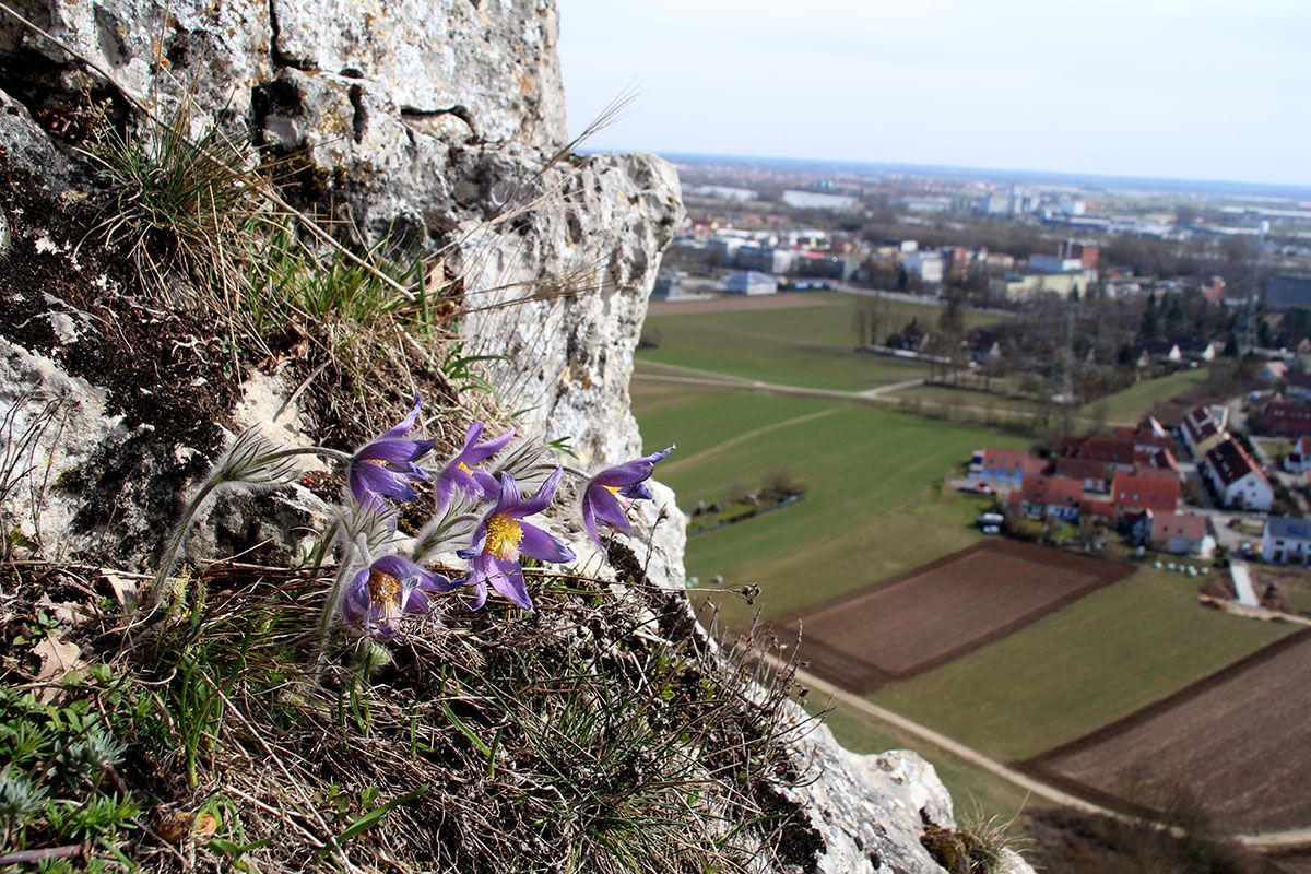 Pulsatilla Vulgaris am Fellinger Berg