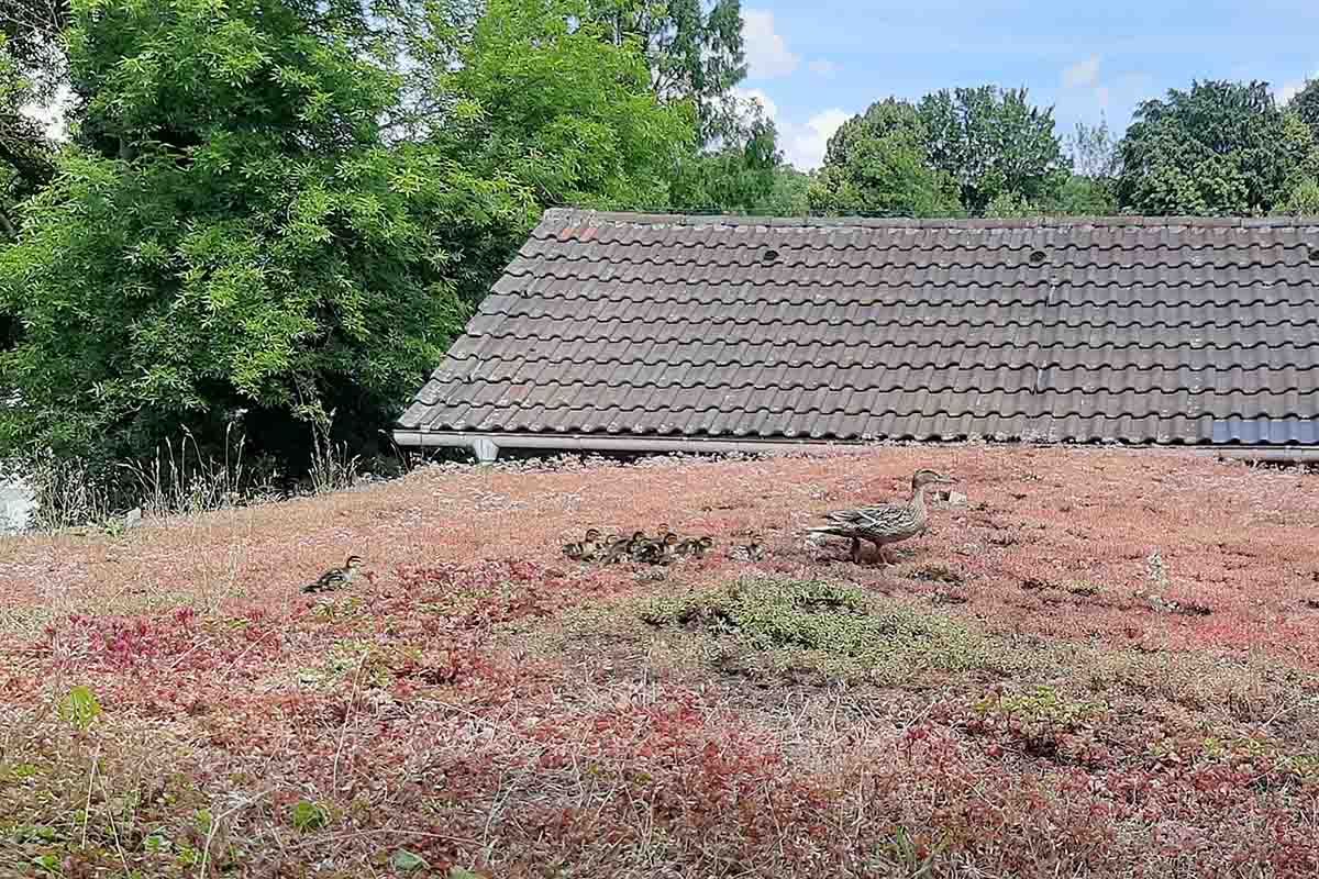 Mit ihren Küken watschelt die Ente über das Dach eines Gebäudes des Gartenamts.