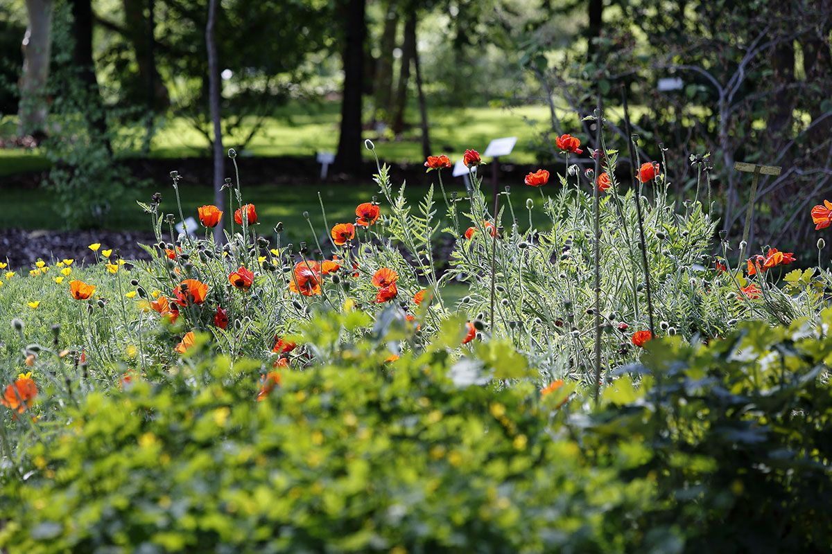 Fotografie - blühender Mohn