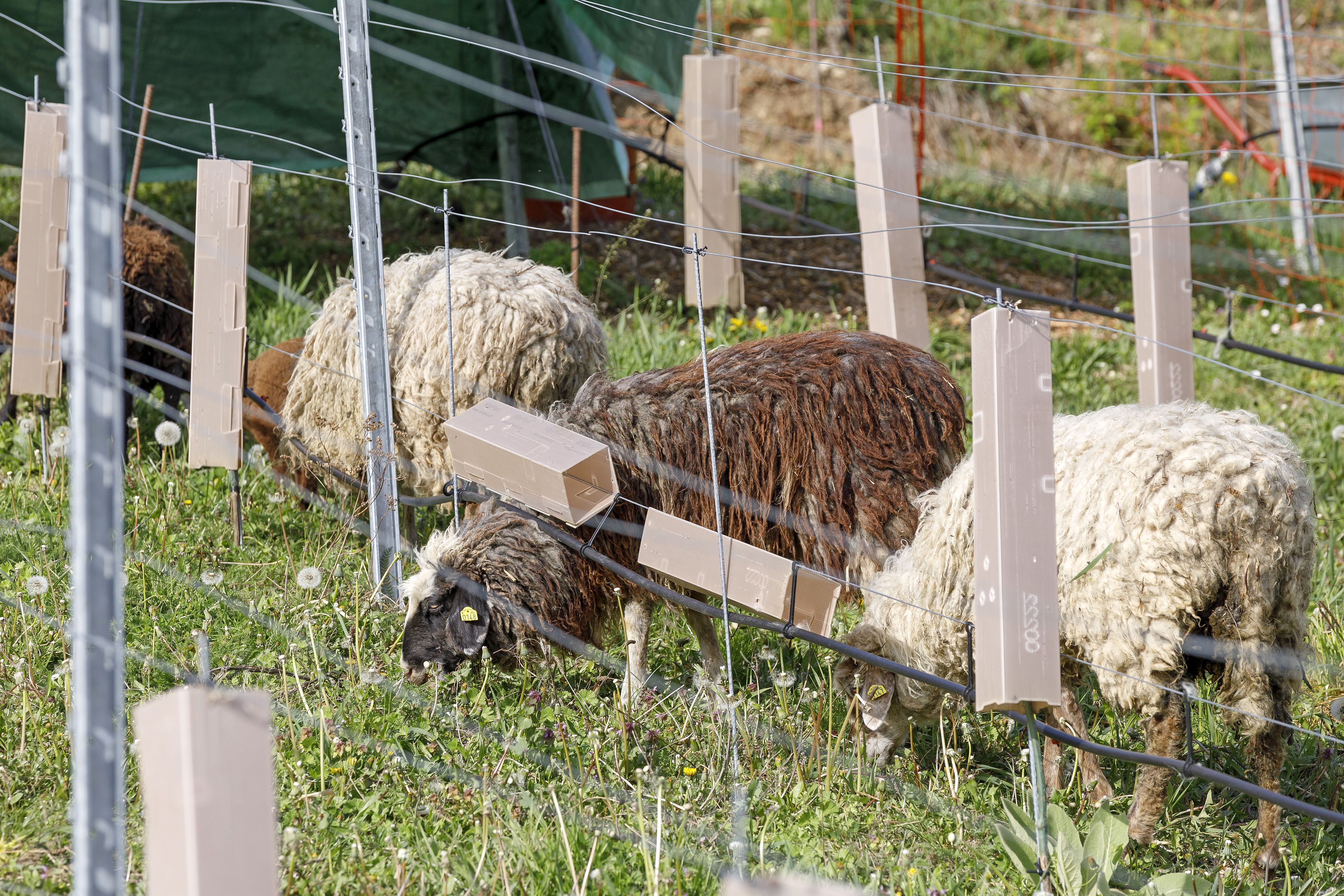 Fotografie: Braune und weiße Schafe grasen zwischen den Reben des städtischen Weinbergs.  