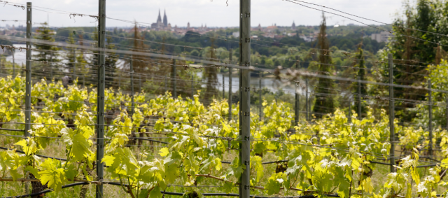 Fotografie - Blick vom städtischen Weinberg aus auf die Altstadt